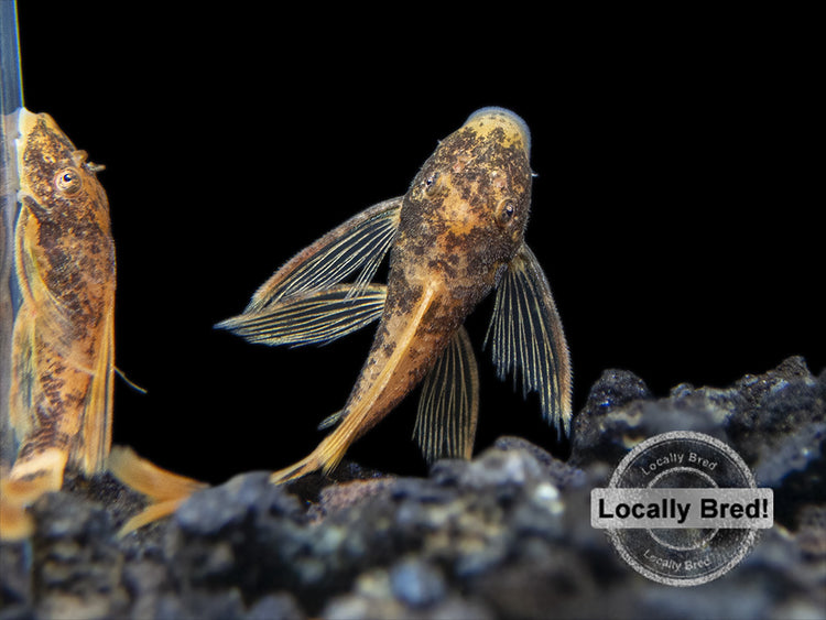 locally bred bristlenose pleco