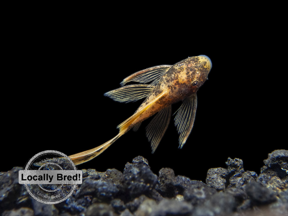 calico bristlenose pleco for sale