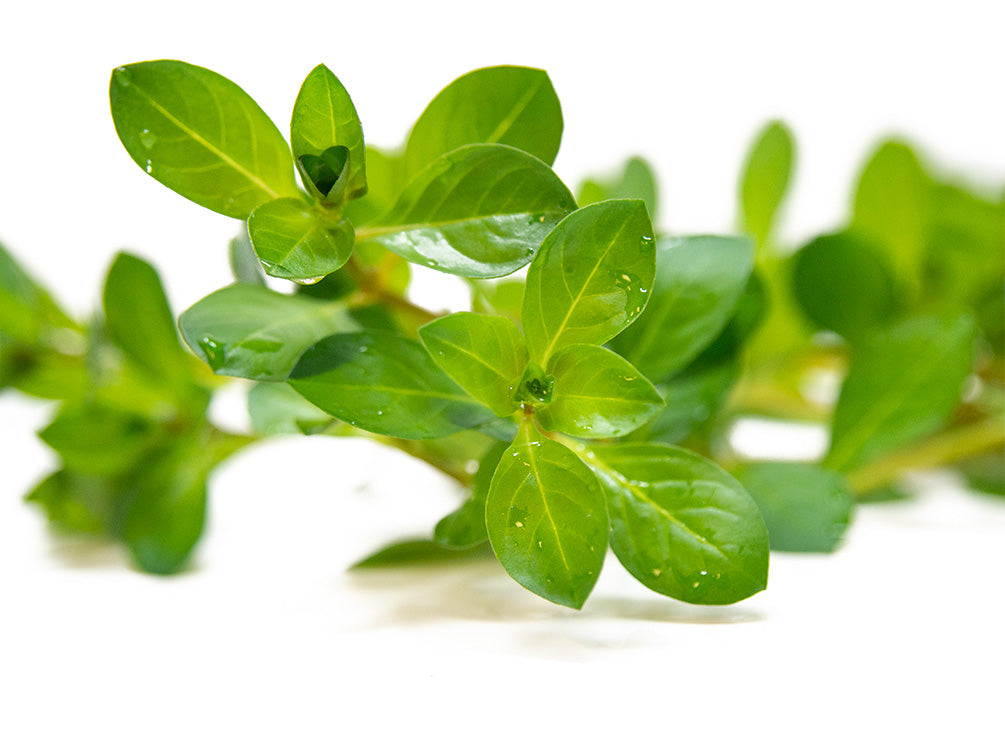 ludwigia plant for sale