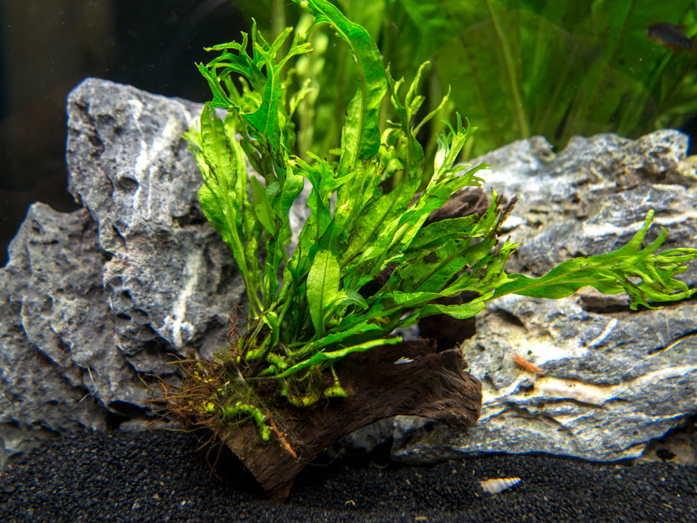 Windelov AKA Lacy Java Fern (Microsorum pteropus "Windelov") on Driftwood, Handmade by Aquatic Arts