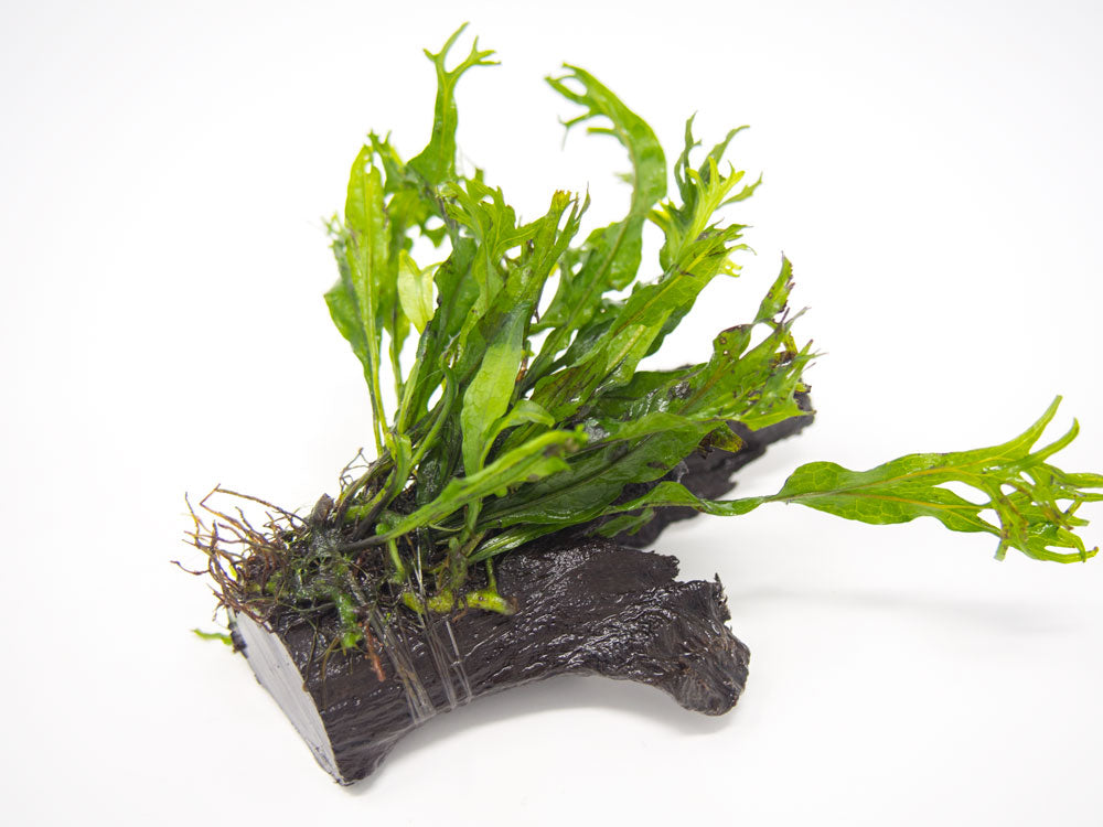 Windelov AKA Lacy Java Fern (Microsorum pteropus "Windelov") on Driftwood, Handmade by Aquatic Arts