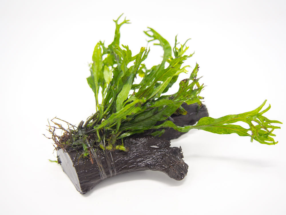 Windelov AKA Lacy Java Fern (Microsorum pteropus "Windelov") on Driftwood, Handmade by Aquatic Arts