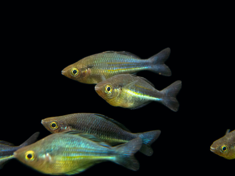 Lake Kutubu Turquoise Rainbowfish (Melanotaenia lacustris), Tank-Bred!