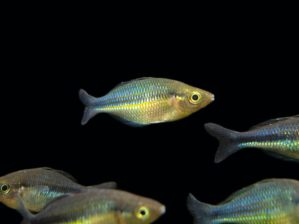 Lake Kutubu Turquoise Rainbowfish (Melanotaenia lacustris), Tank-Bred!