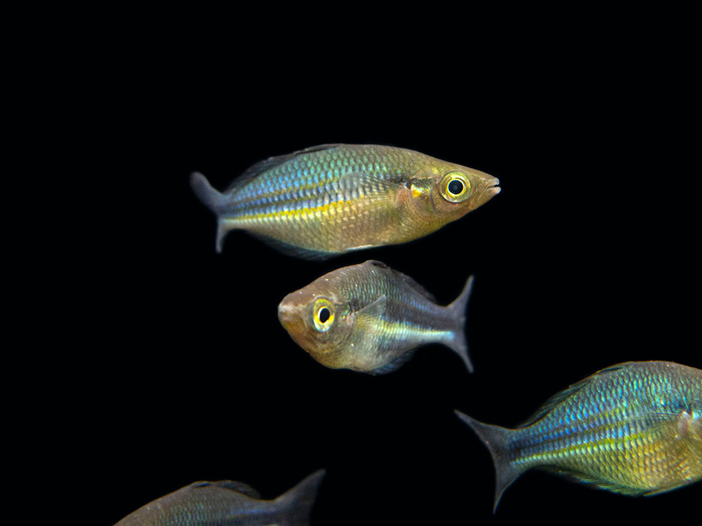 Lake Kutubu Turquoise Rainbowfish (Melanotaenia lacustris), Tank-Bred!