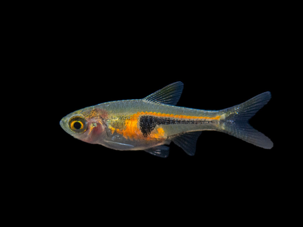 Lambchop Rasbora (Trigonostigma espei)