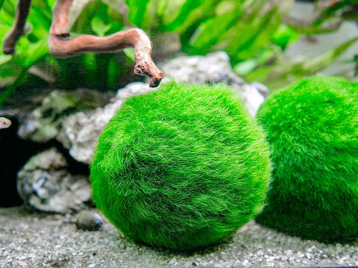 marimo moss balls fertilizer
