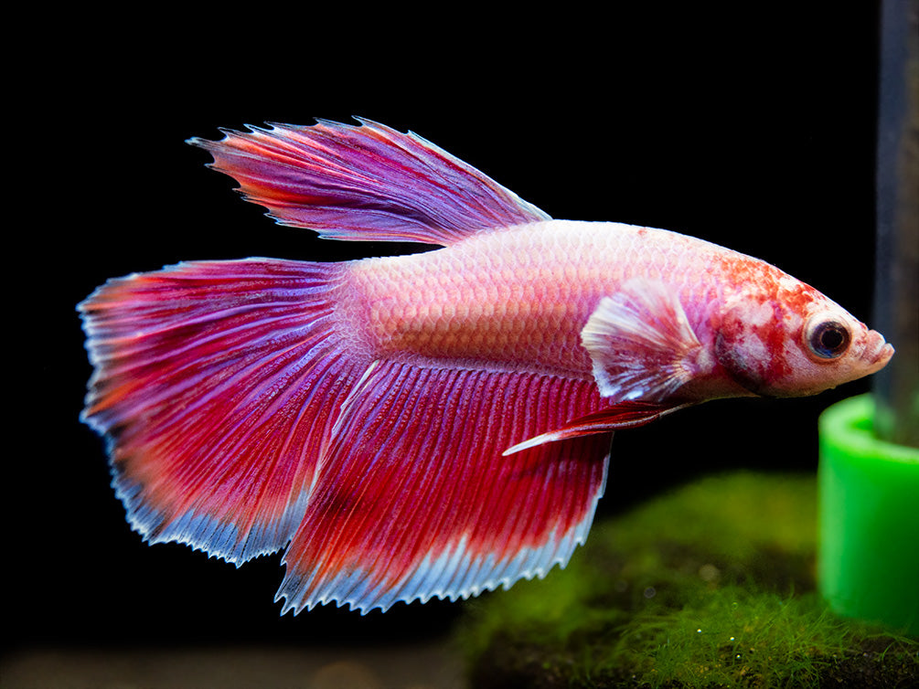 Assorted Dumbo Halfmoon Betta (Betta splendens) - Tank-Bred!