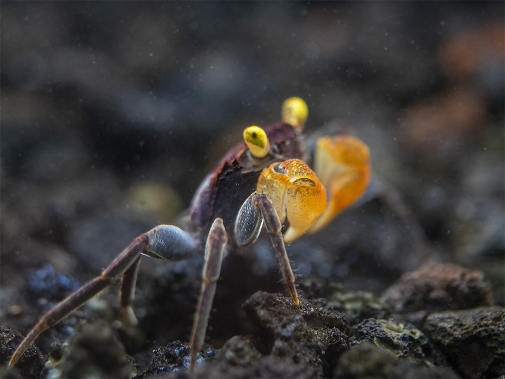 Lecaude Vampire Crab (Geosesarma sp.)