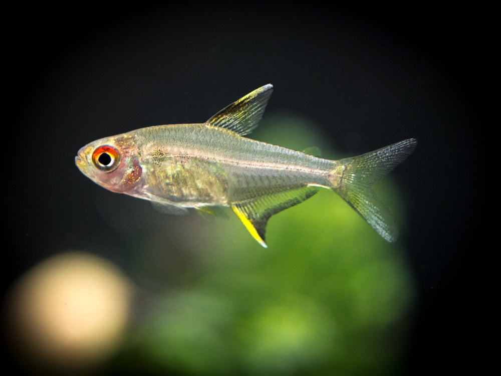 Lemon Tetra (Hyphessobrycon pulchripinnis), Tank Raised - Aquatic Arts Lemon Tetra (Hyphessobrycon pulchripinnis), Tank Raised - Aquatic Arts