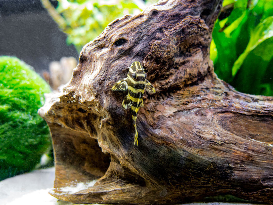 L134 Leopard Frog Pleco (Peckoltia compta), Tank-Bred - Aquatic Arts