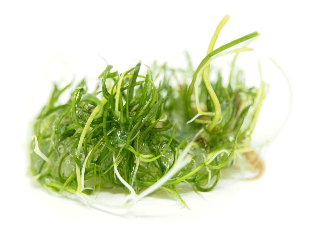 Brazilian Micro Sword (Lilaeopsis brasiliensis) Tissue Culture