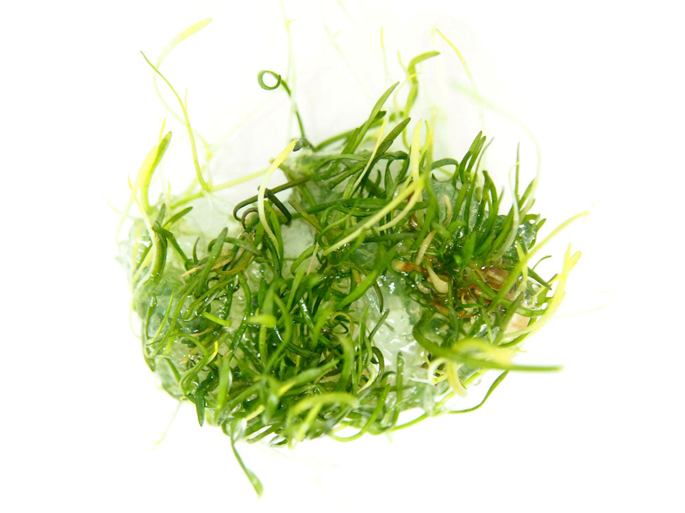 Brazilian Micro Sword (Lilaeopsis brasiliensis) Tissue Culture