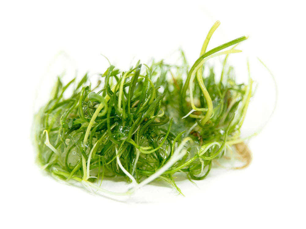 Brazilian Micro Sword (Lilaeopsis brasiliensis) Tissue Culture