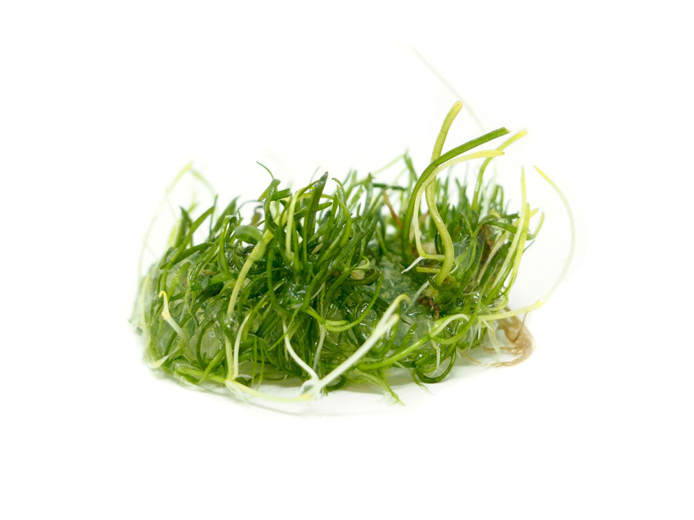 Brazilian Micro Sword (Lilaeopsis brasiliensis) Tissue Culture