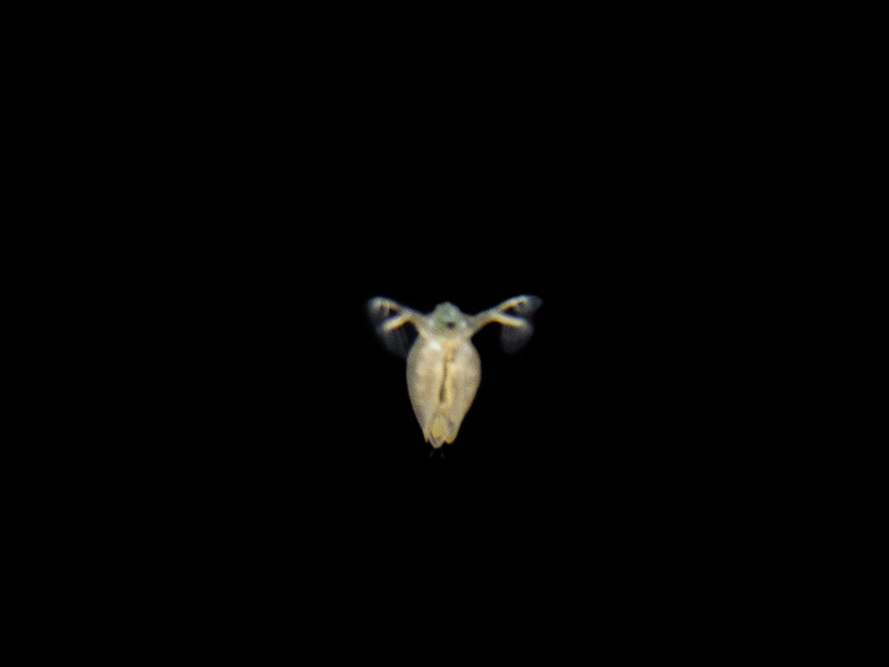 Aquatic Arts live daphnia fish food for sale