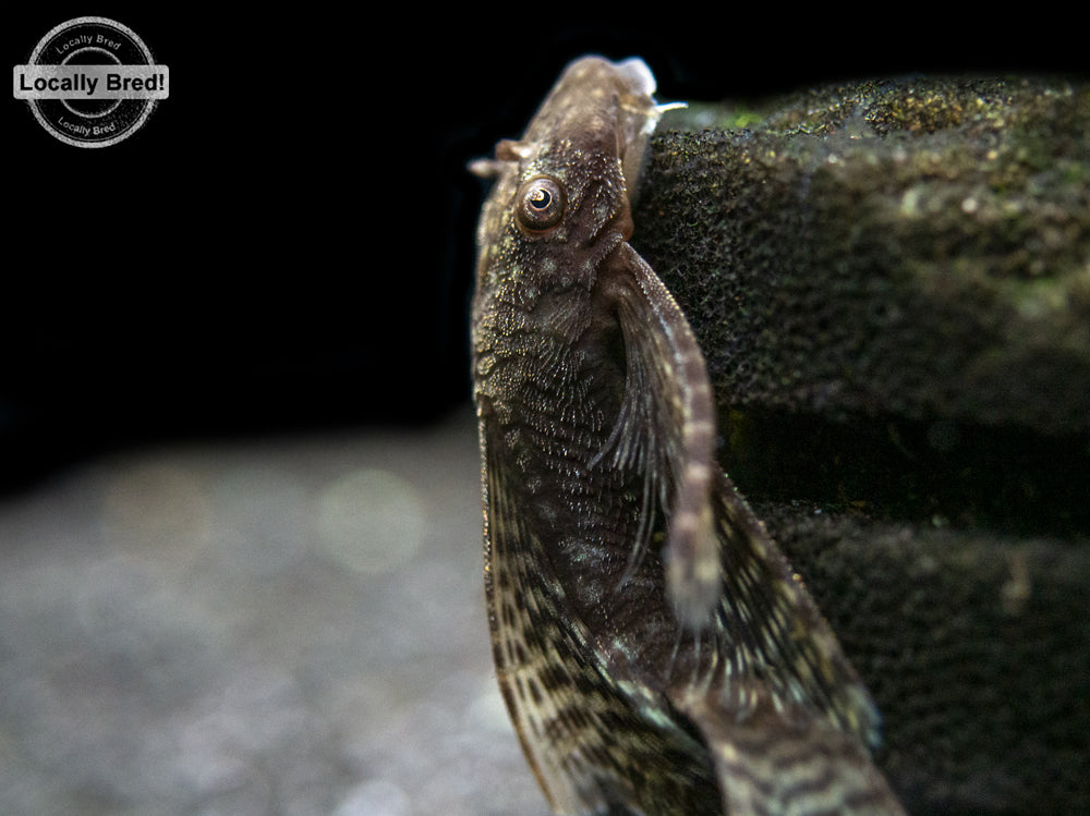 Longfin Bristlenose Pleco (Ancistrus cf. cirrhosus) - Locally Bred!