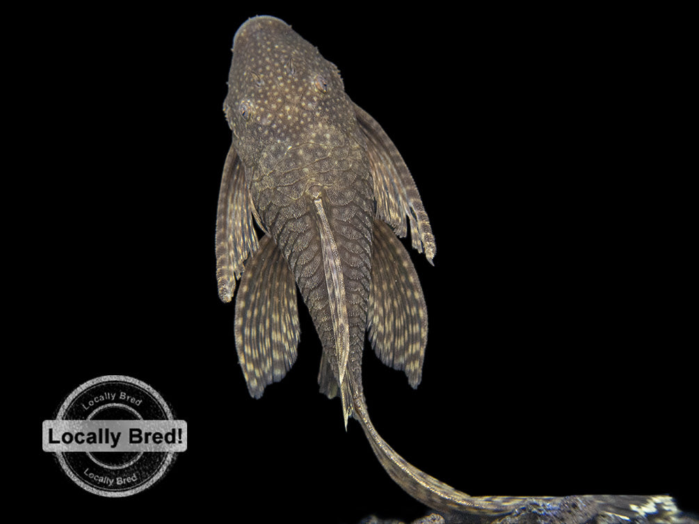 Longfin Bristlenose Pleco (Ancistrus cf. cirrhosus) - Locally Bred!