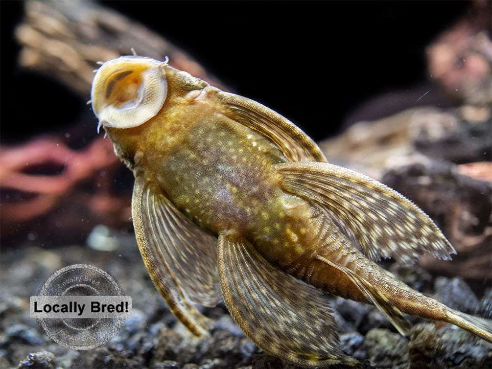 Longfin Bristlenose Pleco (Ancistrus cf. cirrhosus) - Locally Bred!