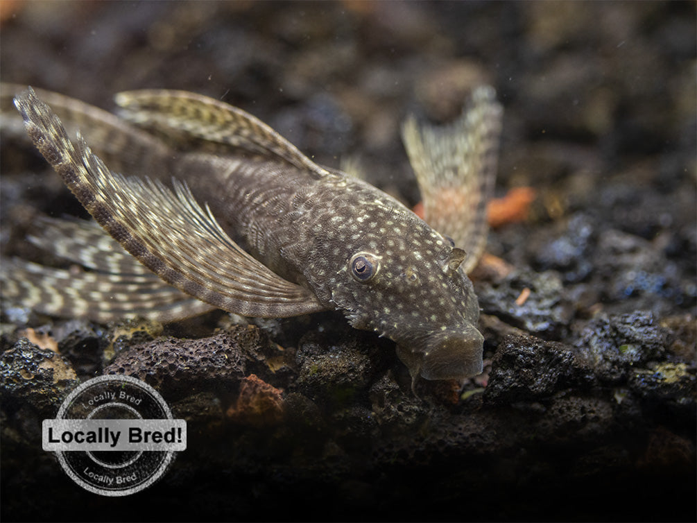 Longfin Bristlenose Pleco (Ancistrus cf. cirrhosus) - Locally Bred!