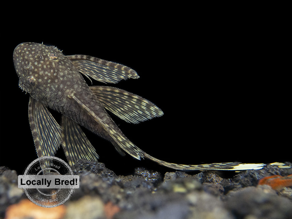 Longfin Bristlenose Pleco (Ancistrus cf. cirrhosus) - Locally Bred!
