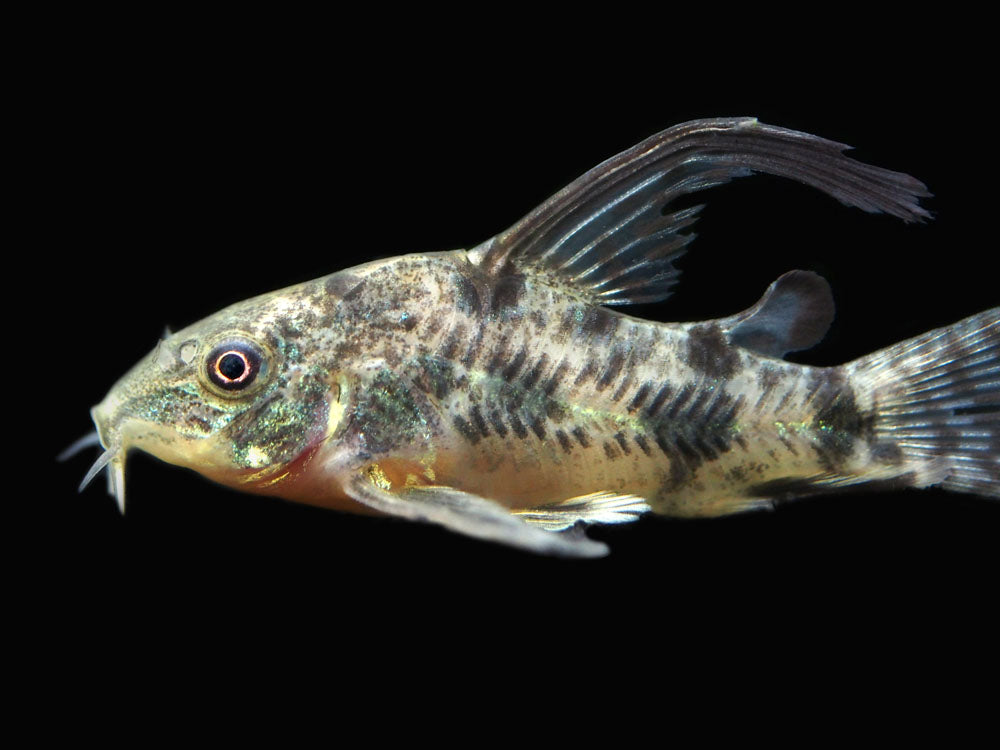 Longfin Peppered AKA Blue Leopard AKA Mottled Cory Catfish (Corydoras paleatus "Longfin"), Locally Bred!