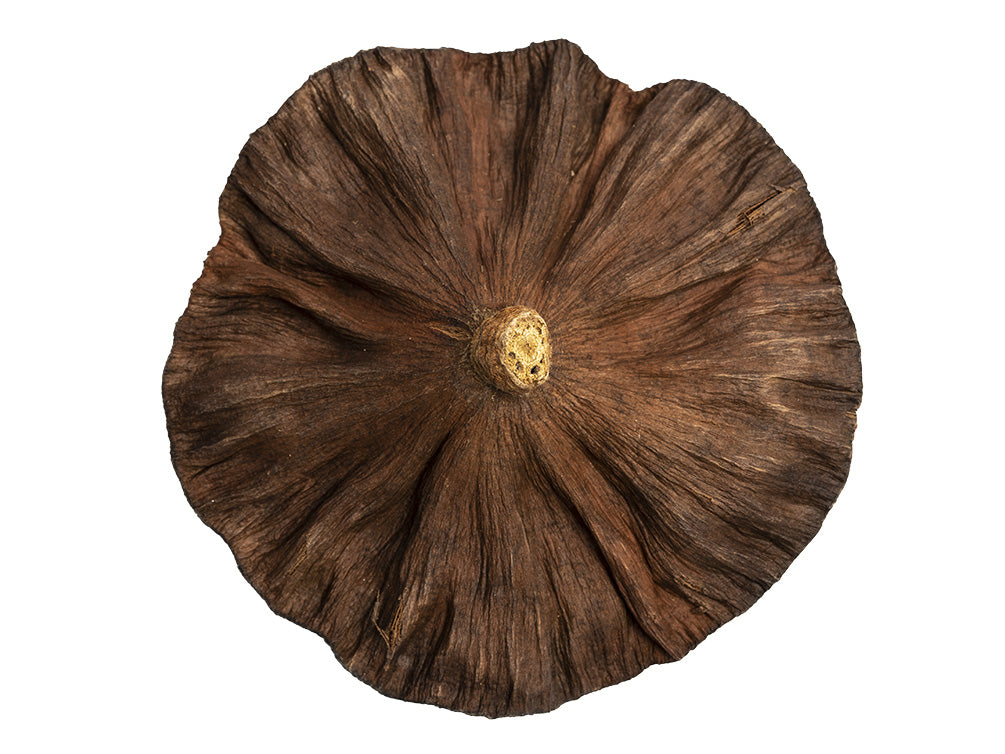 lotus pod bottom