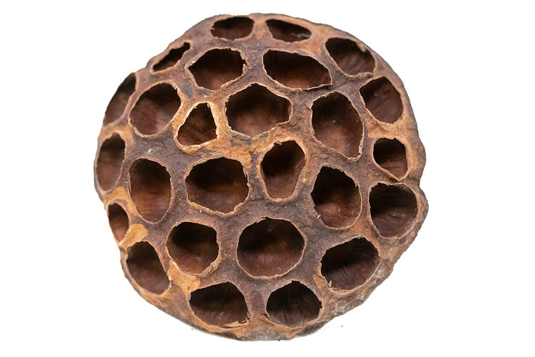 lotus pods benefits