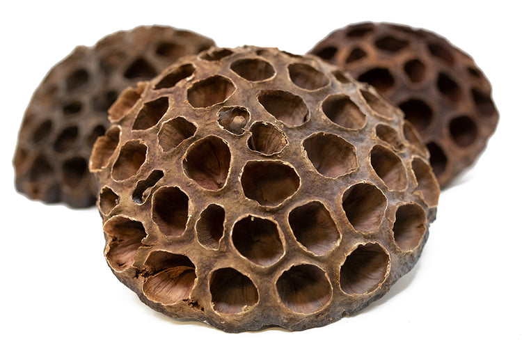 lotus pods aquarium