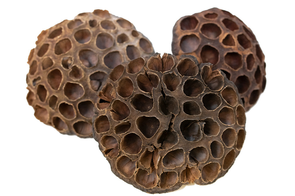 lotus flower pods