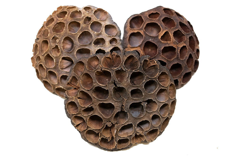 lotus pod botanicals for aquarium