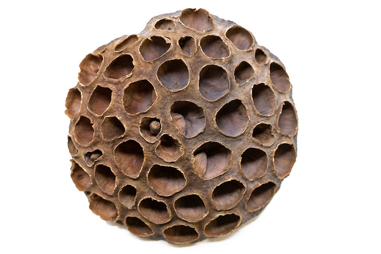 dried lotus pod botanicals
