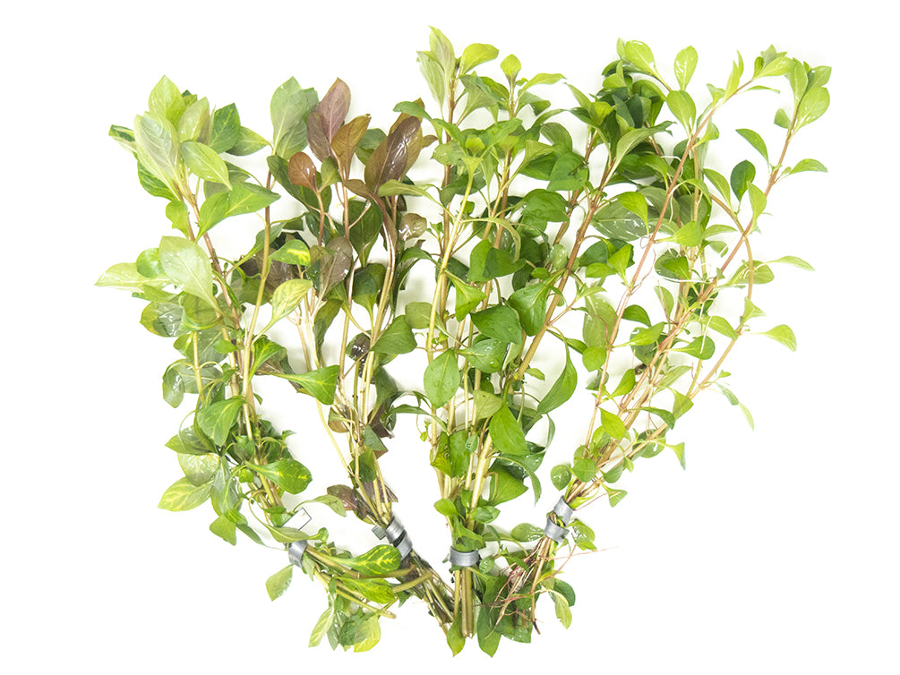 freshwater plant combo pack