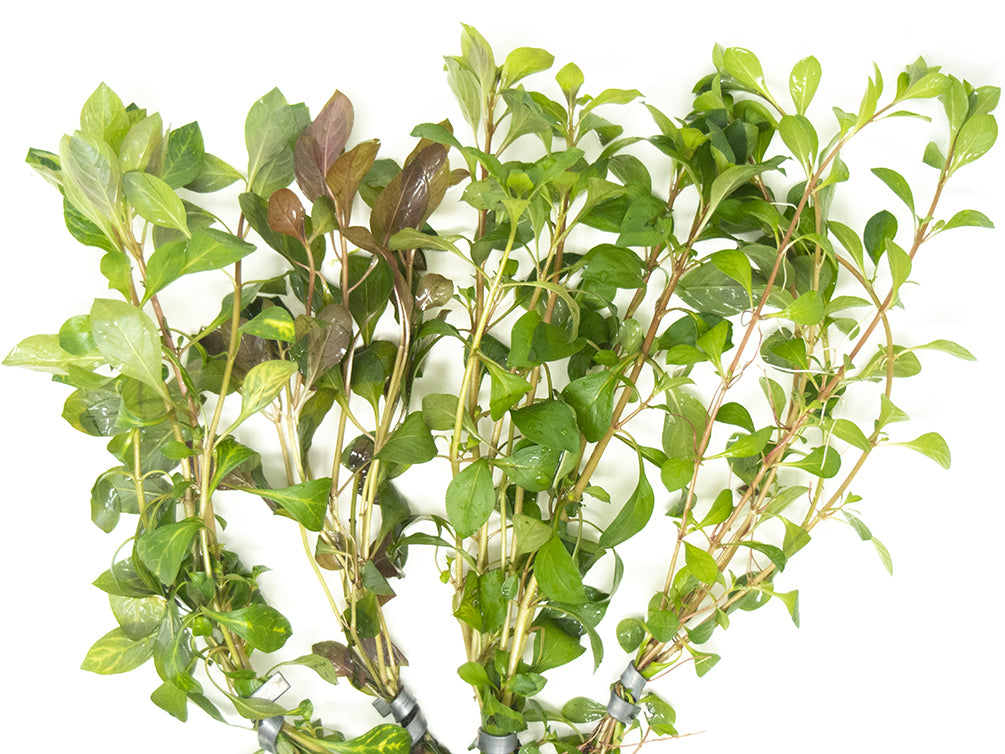 ludwigia stem plant combo