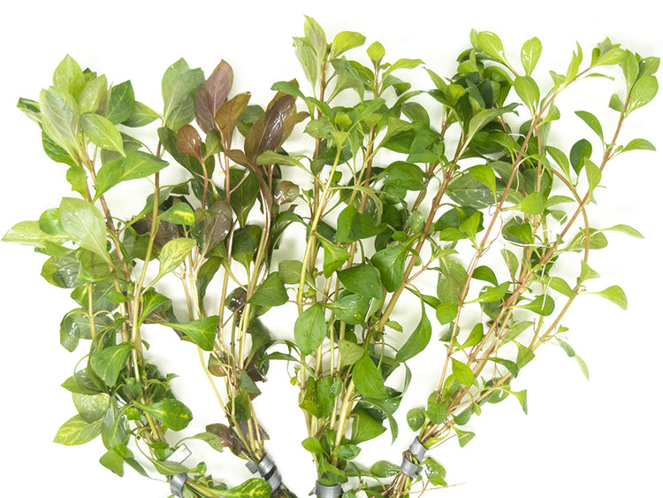 ludwigia stem plant combo