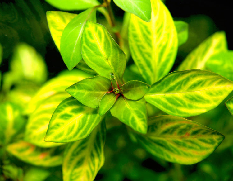 ludwigia ovalis