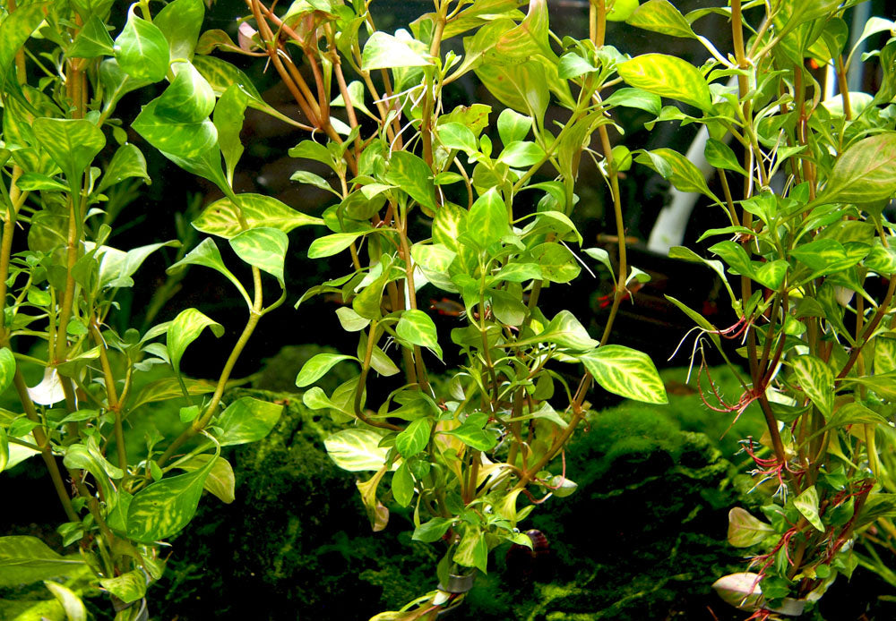 freshwater ludwigia aquarium plant