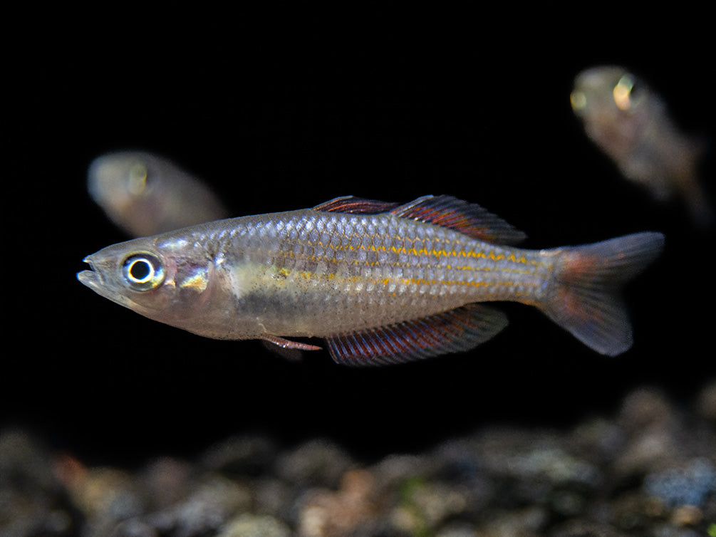 Macculloch's Dwarf Rainbowfish (Melanotaenia maccullochi) - Tank-Bred!