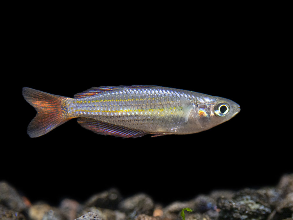 Macculloch's Dwarf Rainbowfish (Melanotaenia maccullochi) - Tank-Bred!