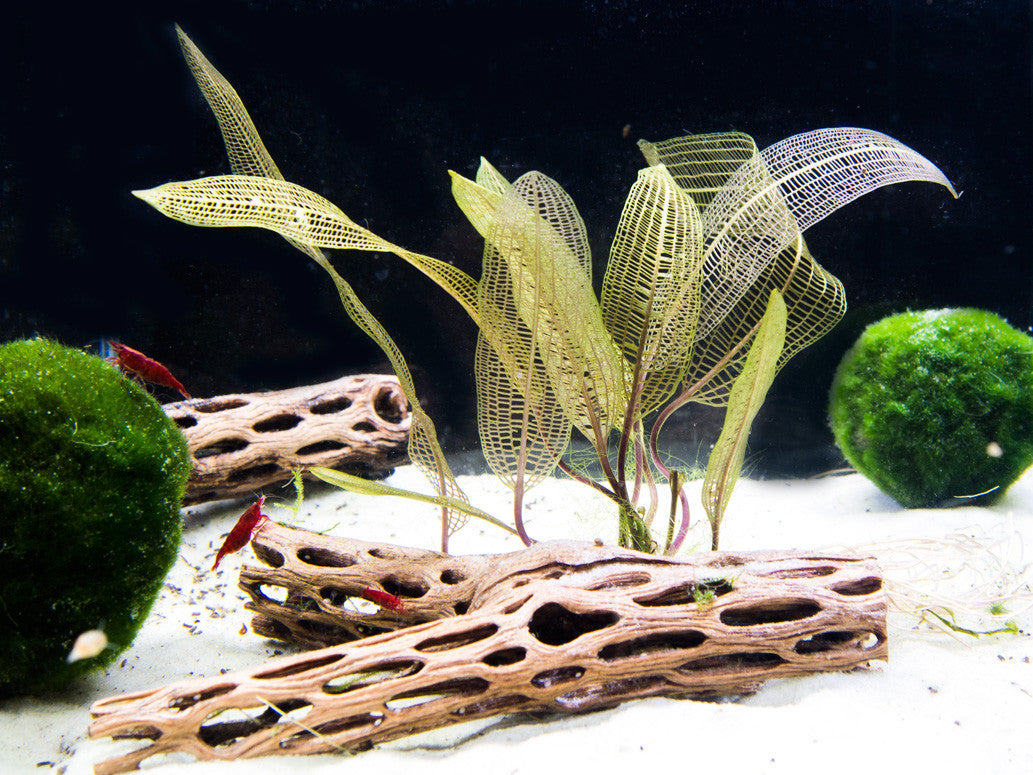 Madagascar Lace Bulb (Aponogeton madagascariensis)