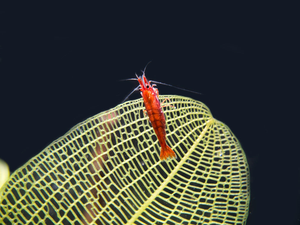 Madagascar Lace Bulb (Aponogeton madagascariensis)
