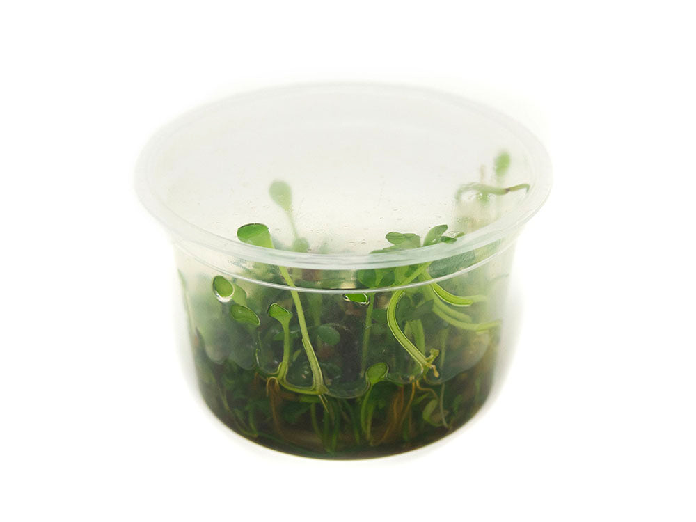 Dwarf Four Leaf Clover (Marsilea hirsuta) Tissue Culture