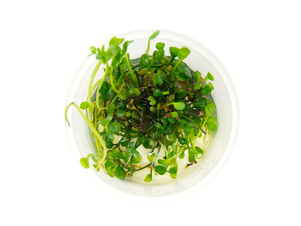 Dwarf Four Leaf Clover (Marsilea hirsuta) Tissue Culture