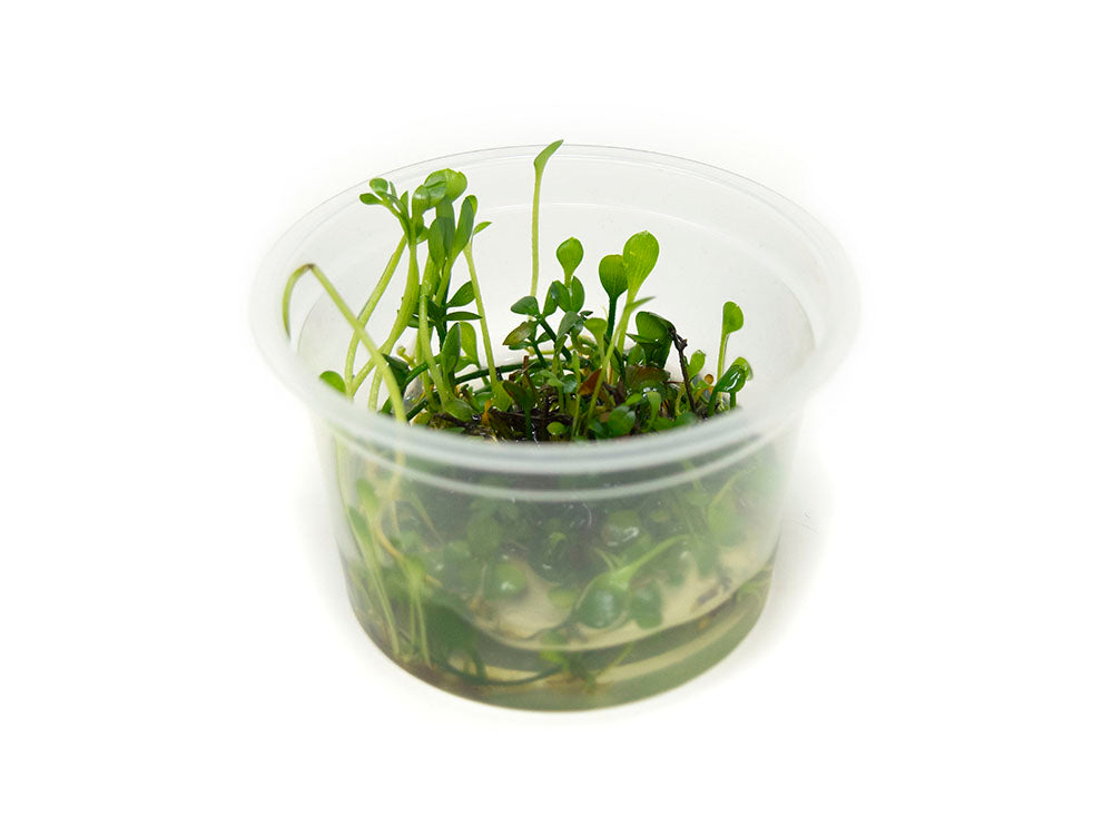 Dwarf Four Leaf Clover (Marsilea hirsuta) Tissue Culture