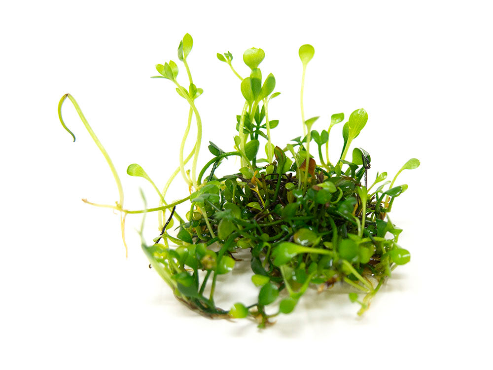 Dwarf Four Leaf Clover (Marsilea hirsuta) Tissue Culture