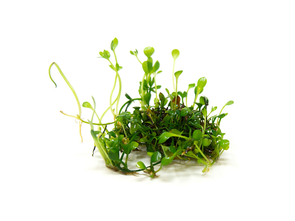 Dwarf Four Leaf Clover (Marsilea hirsuta) Tissue Culture