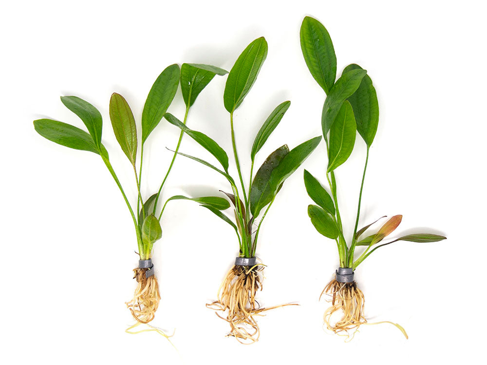 Melon Sword (Echinodorus osiris) - Bare Root