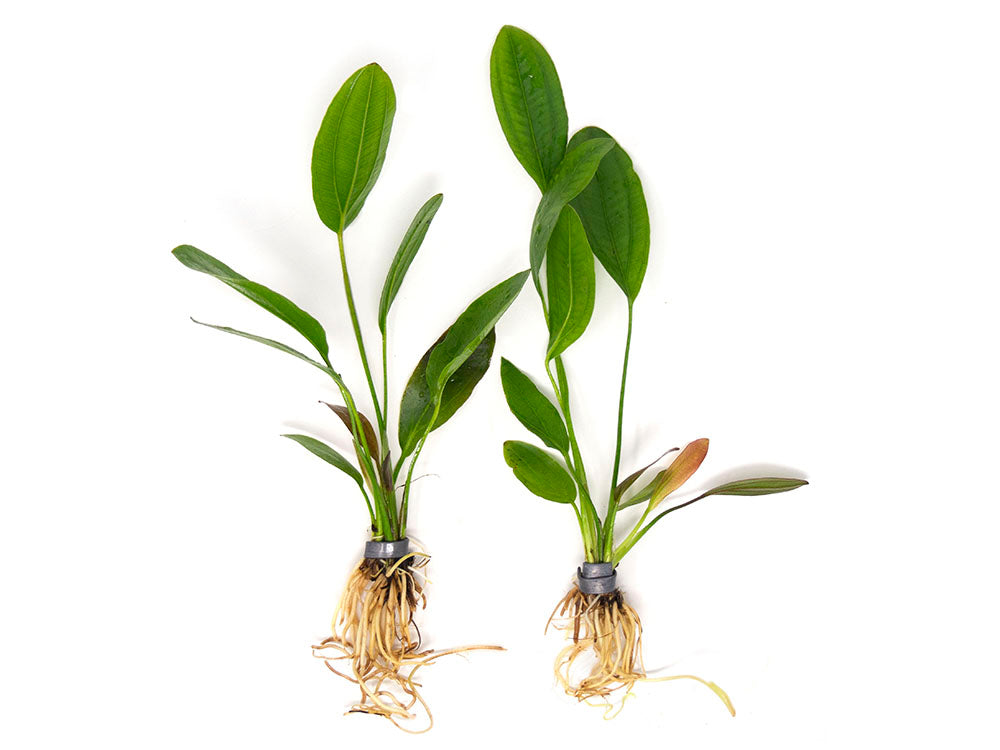 Melon Sword (Echinodorus osiris) - Bare Root