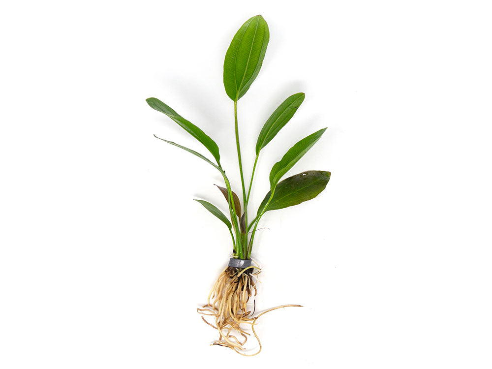 Melon Sword (Echinodorus osiris) - Bare Root