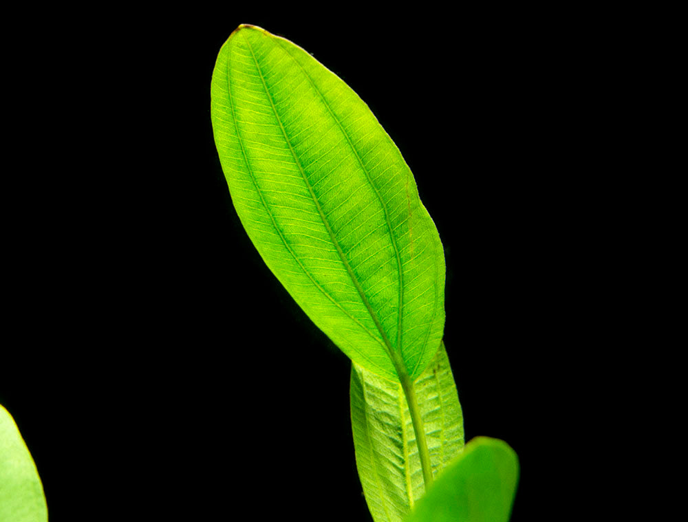 Melon Sword (Echinodorus osiris) - Bare Root
